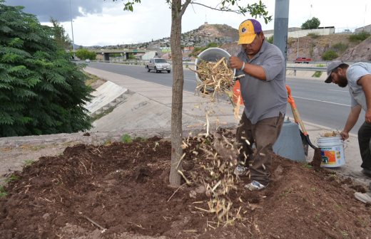 Aprovechan triturado de ramas como fertilizante natural y abono para los  árboles | La Opción de Chihuahua