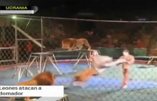 Leones atacan a domador en circo de Ucrania