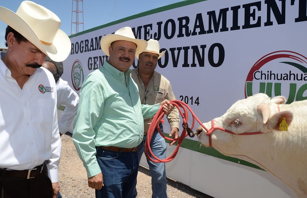 Para mejoramiento genético del hato ganadero