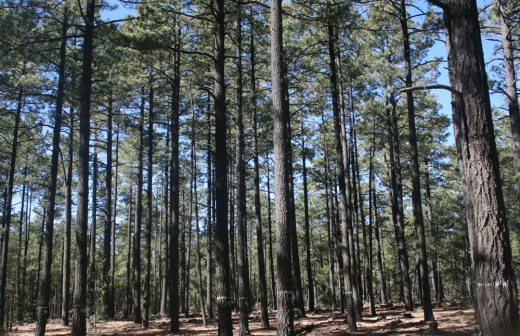 Realizarán taller de silvicultura intensiva para mejor aprovechamiento del bosque