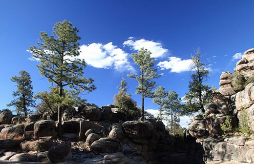 Cumbres de Majalca, área natural protegida