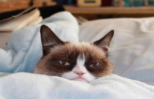 Grumpy Cat, la gata más famosa del mundo