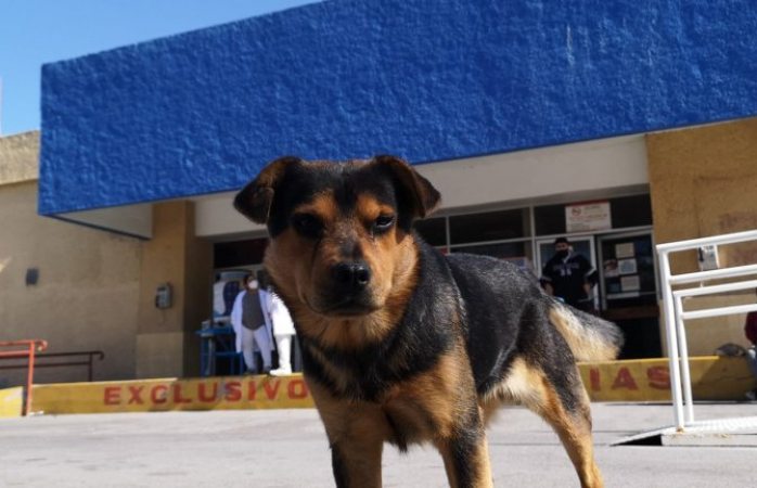 Lo bautizan como covito por esperar a su dueño que murió por covid 