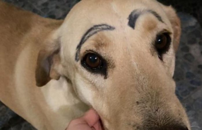 Perrito sale de casa y regresa con cejas pintadas