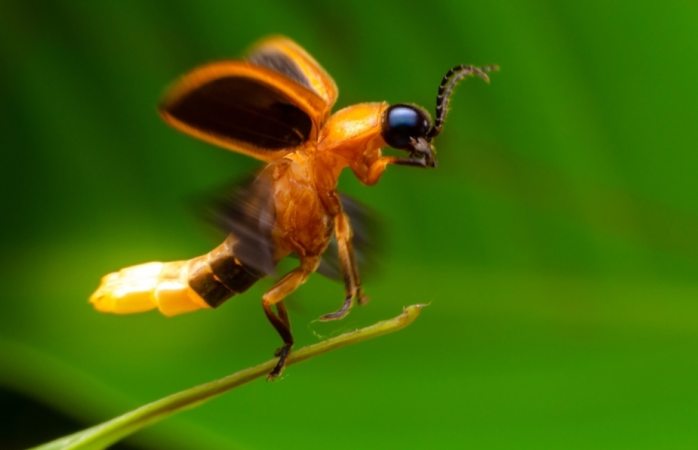 Luciérnagas se encuentran en peligro de extinción