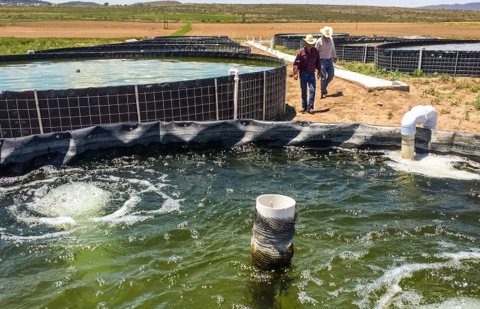 Impulsará sader acuacultura en zonas áridas y semiáridas