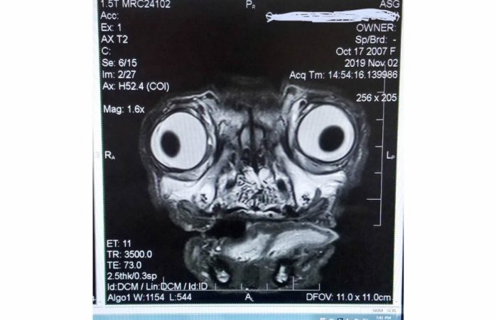 Causa terror radiografía de perro pug
