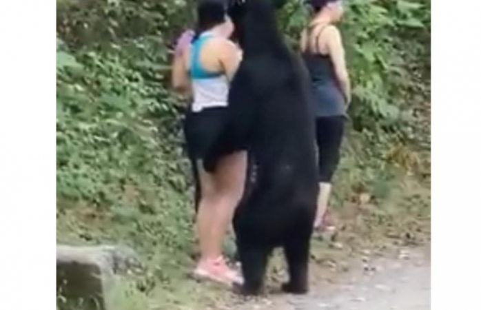 Vídeo: Sorprende oso a visitantes en parque chipinque