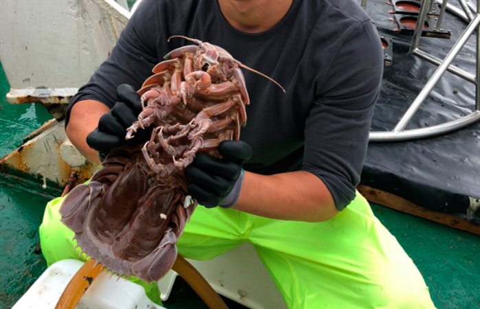 Científicos encuentran cucaracha gigante en fondo del mar