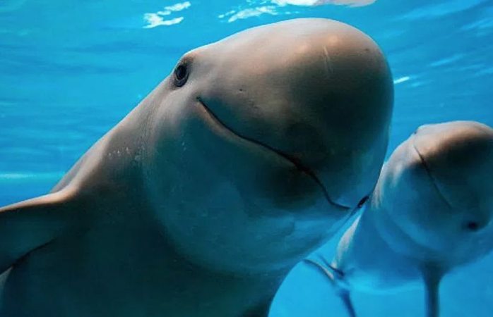 Baja población de vaquitas marinas
