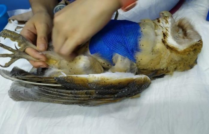 Apedrean y lanzan agua bendita a lechuza por creencia de que anuncia muerte
