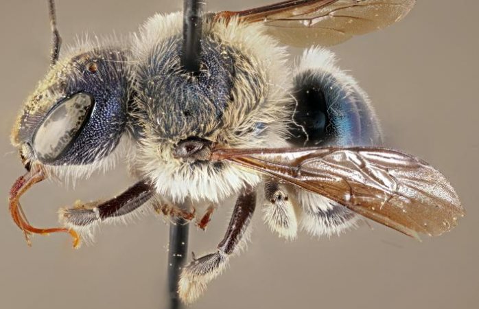 Reaparece rara abeja azul que se creía extinta desde hace 4 años