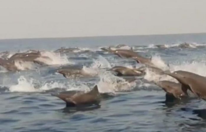 Captan a cientos de delfines en costas de Oaxaca (VIDEO)