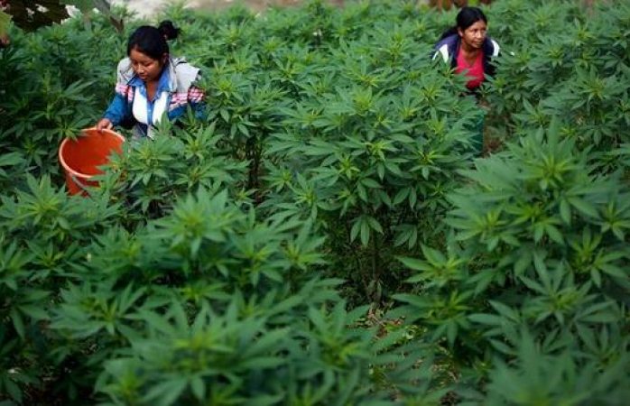 México listo para convertirse en mercado legal de marihuana más grande del mundo