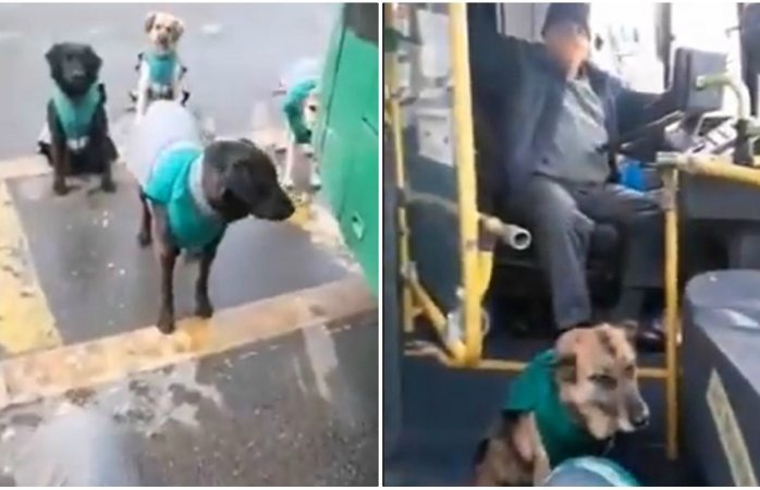 Choferes adoptan perritos callejeros y los contratan como acompañantes