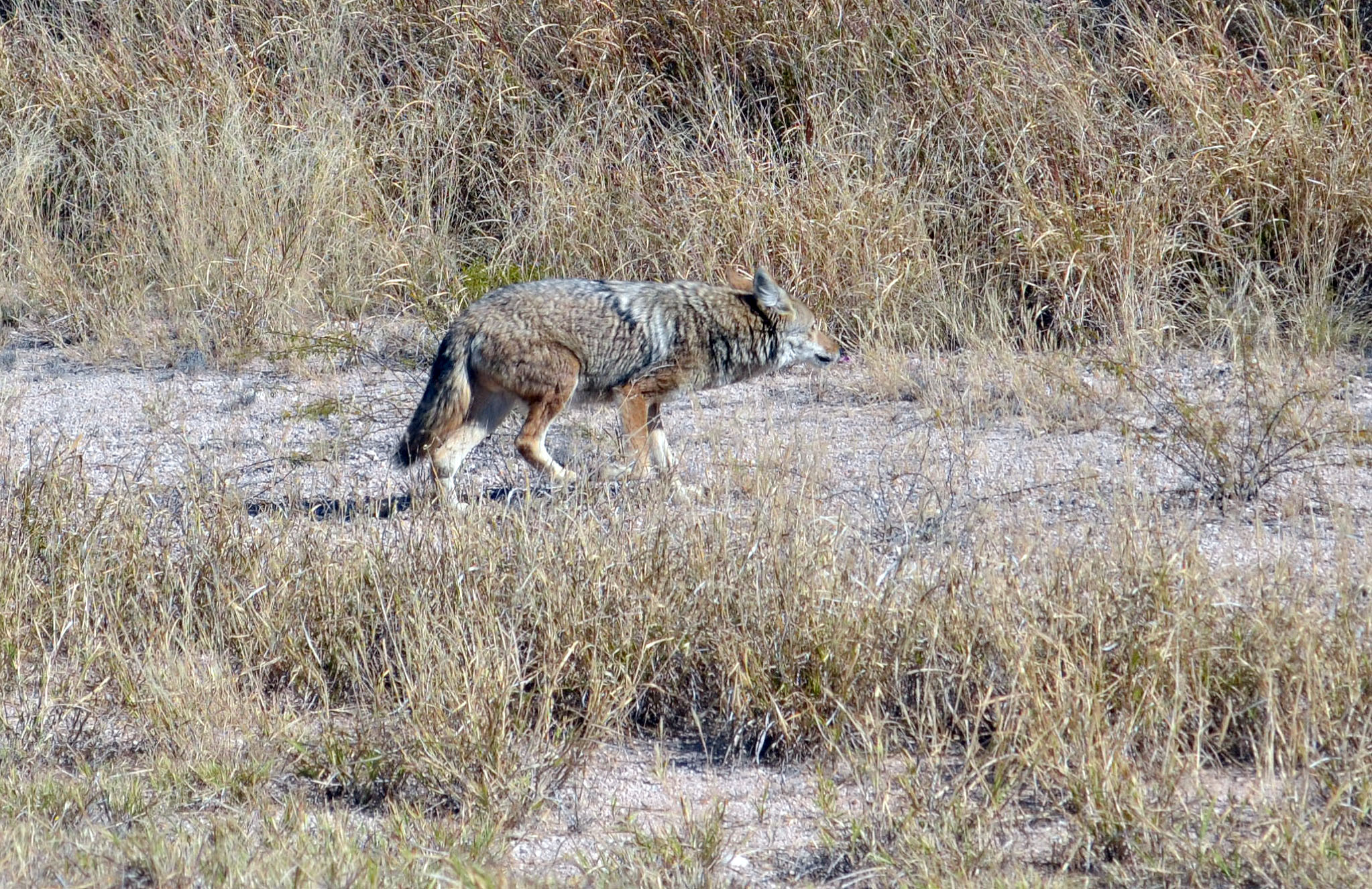 Coyote en la zona