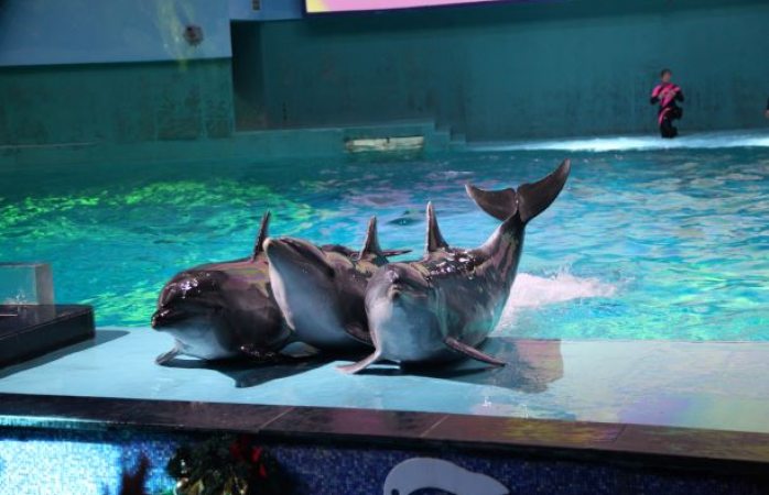Ong revela la verdad detrás de los delfinarios