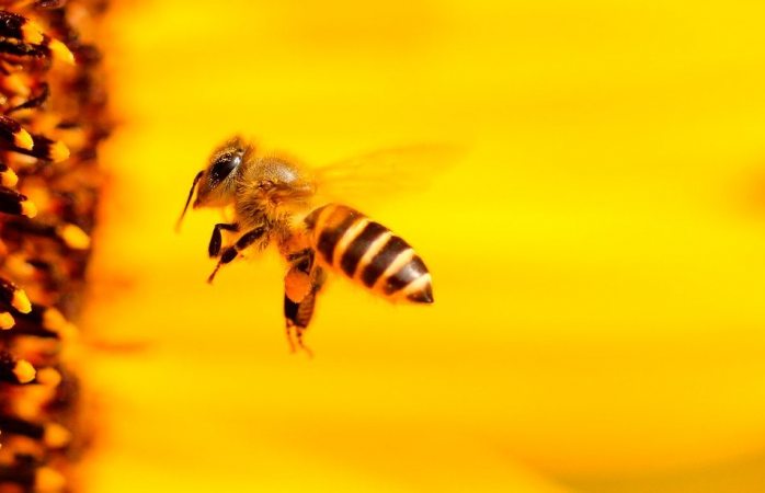 Veneno de abejas ayuda a atacar células de cáncer de mama: estudio
